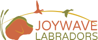 Joywave Labrador